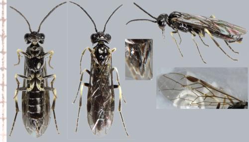 Ametastegia carpini
